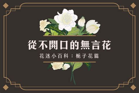 梔子會香的花|【花迷小百科】從不開口的無言花—梔子花 – 伊日誌